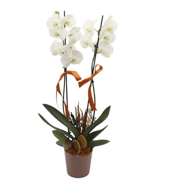 Beyaz Orkide Aranjmanı