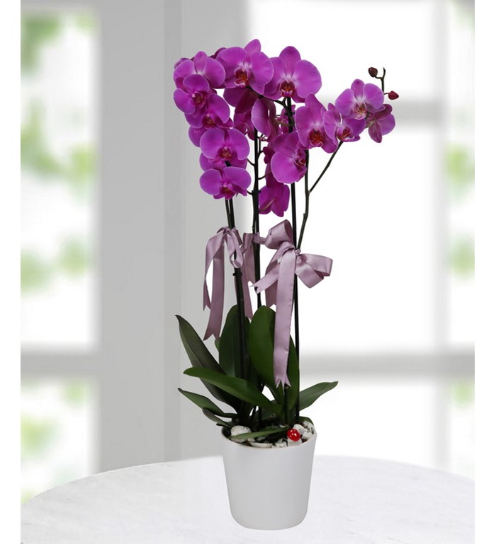 Kutulu Mor Orkide