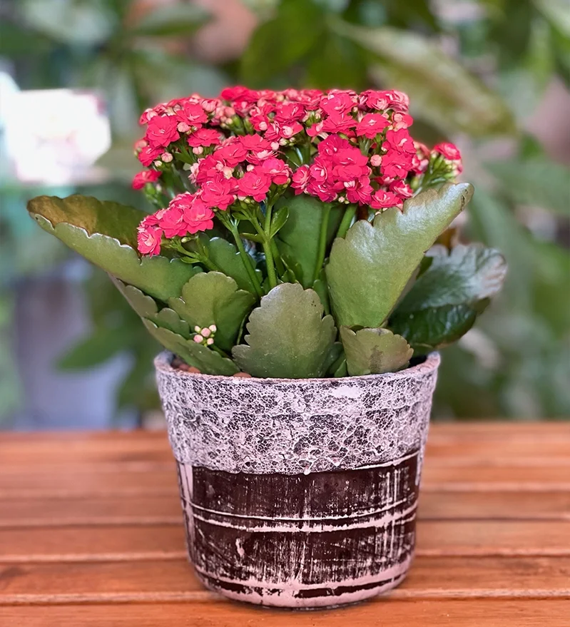 Saksı Çiçekleri